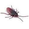 Mascota-Cucaracha-Rastreadora-S2-Robo-Alive