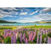Rompecabezas_Lupulos_en_el_Lago_Tekapo_2000_Piezas_Clementoni_103436607