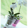 Matera_Coubi_Orchid_Morado_16_cm_-_Tumatera_125454484
