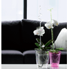 Matera_Coubi_Orchid_Morado_16_cm_-_Tumatera_125454484